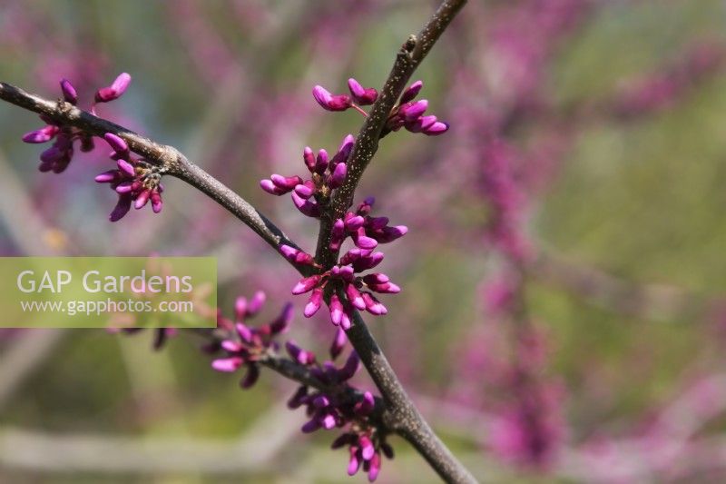 Cercis canadensis - Eastern Redbud tree branches with pink blossoms - May