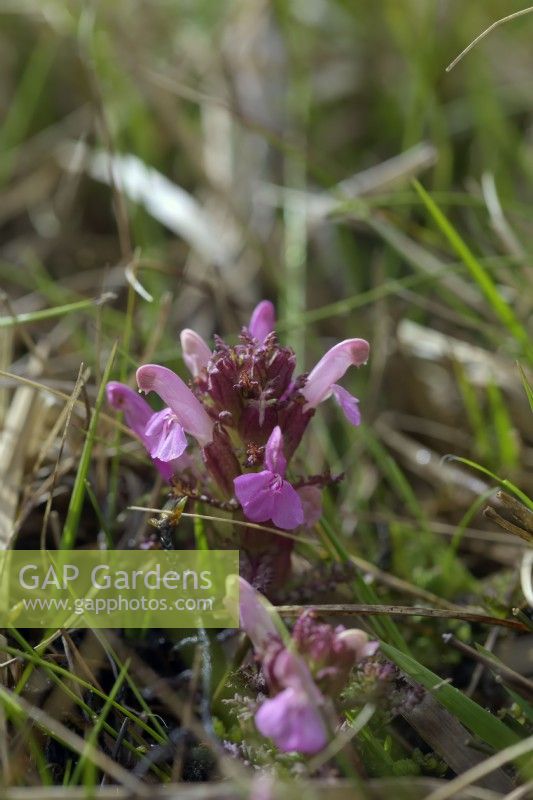 Pedicularis sylvatica - Lousewort growing on acid peat moorland SW England