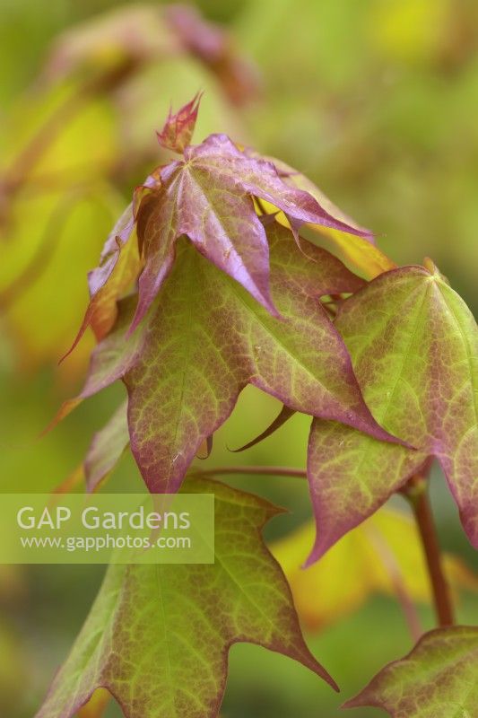 Acer cappadocicum 'Aureum' new foliage