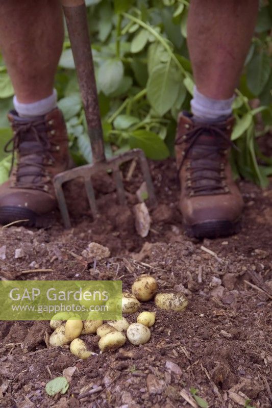 Gardener lifting first early new potatoes in mid May - Solanum tuberosum 'Duke of York'
