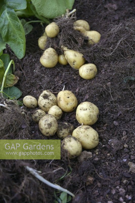 Solanum tuberosum 'Marfona' potatoes planted 25 February and harvested 4 June have very similar yields from either a 20 litre (front) pot or a 10 litre pot