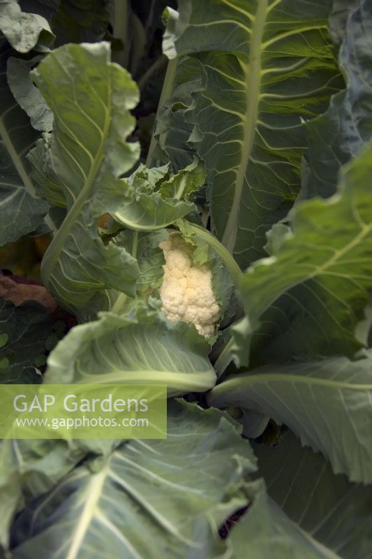 Brassica oleracea 'Goodman' cauliflower sown late October and harvested early June