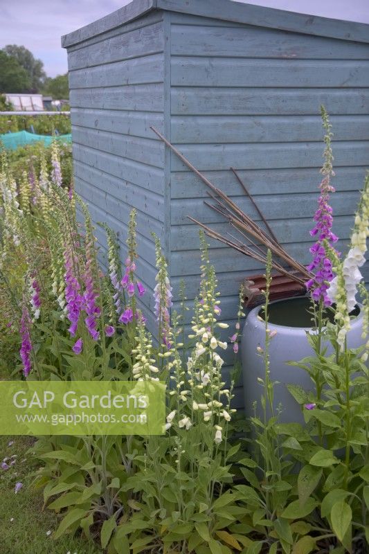 The allotment shed with Foxgloves - Digitalis purpurea