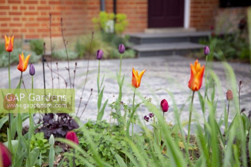 Colourful spring border in small suburban front garden, featuring Tulipa 'Ballerina'