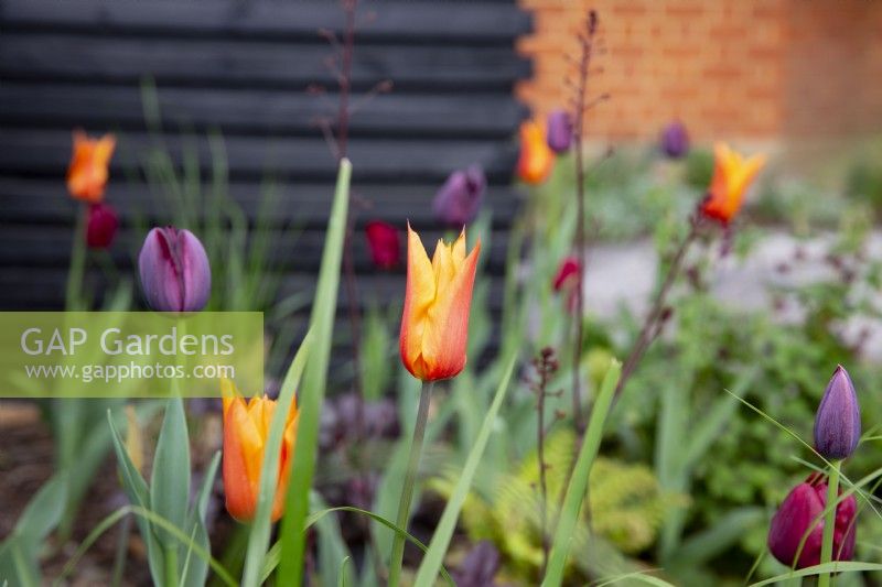 Tulipa 'Ballerina' in colourful spring border