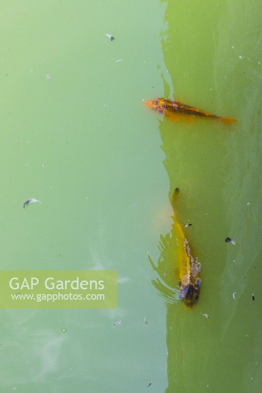 Two large goldfish in the Basin of the Knights. Lisbon, Portugal, September.