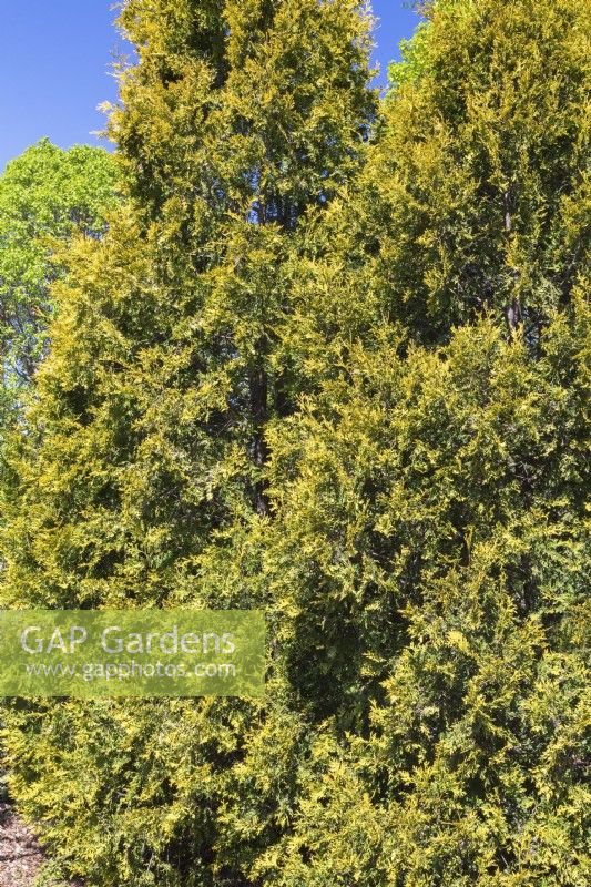 Thuja occidentalis 'Europe Gold' - Eastern White Cedar trees - May