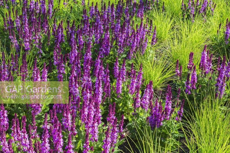 Salvia 'Pink Profusion' - Sage and Festuca glauca 'Golden Toupee' - Ornamental Grass plants in border - May