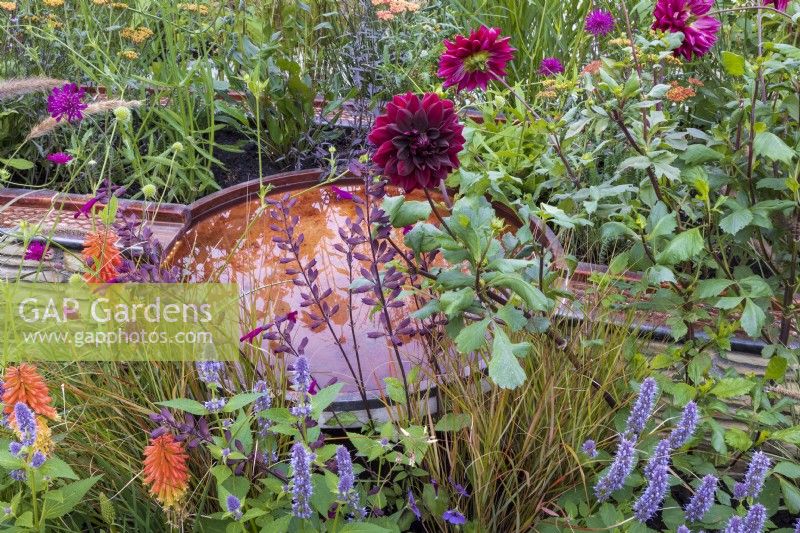 Finding Our Way: an NHS Tribute Garden. Copper rills lead to and from a circular pool, sumbolising the collective efforts of those working in the NHS during the pandemic. Plants include Knautia macedonica, Dahlia 'Sam Hopkins', Agastache 'Black Adder', Salvia 'Love and Wishes', and Kniphofia.