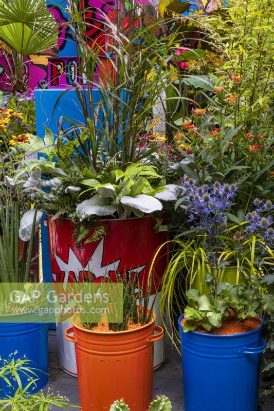 Pop Street Garden. Detail of foliage planting combination in painted pop art containers. Including black bamboo Phyllostachys nigra,  Miscanthus sinensis 'Dronning Ingrid', Senecio candicans 'Angel Wings', and cactii and succulents including Sansevieria sp.