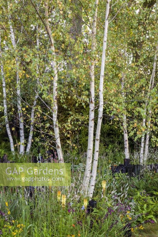 Yeo Valley Organic Garden. Grouping of silver birches, Betula pendula, in a naturalistic perennial meadow planting.  Planting also includes Kniphofia 'Tawny King', Persicaria amplexicaulis 'Alba', Salvia 'Love  and  Wishes', and Crocosmia 'George Davidson'.