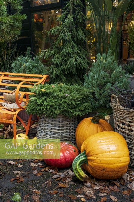 Gourds in assorted shapes and sizes lie next to orange metal bench and wicker baskets with various conifers, outside building with welcoming lights inside.