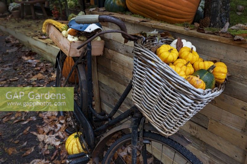 Gourds in assorted shapes and sizes overflow from a basketwork bicycle pannier, with fallen leaves around.