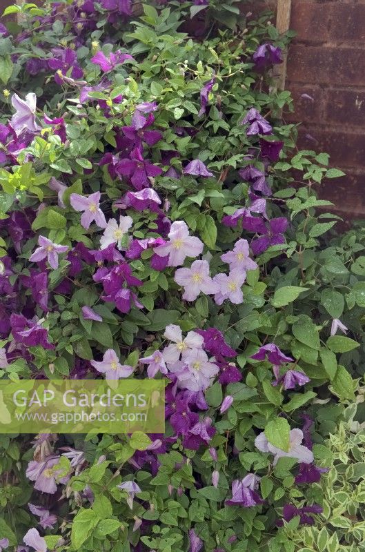 Clematis 'Polish Spirit' with Clematis 'Blue Angel' planting combination
