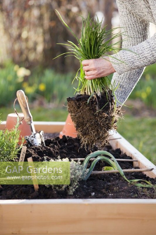 Woman planting chives in raised bed.