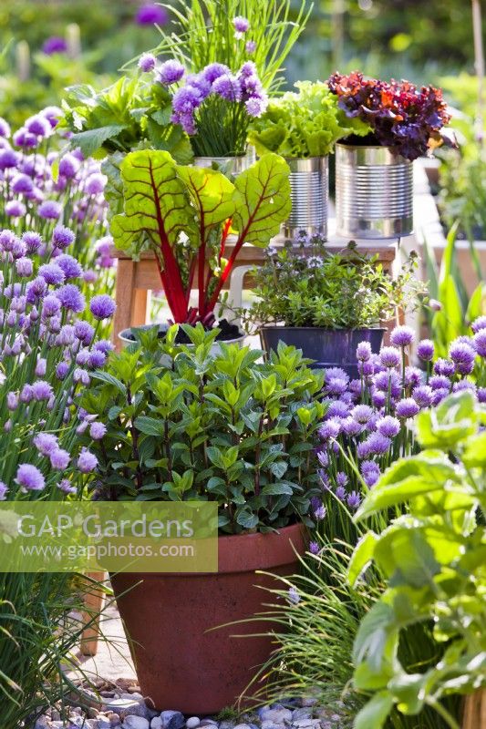 Herbs and vegetables growing in containers - mint, swiss chard, chives, lettuce and savory.