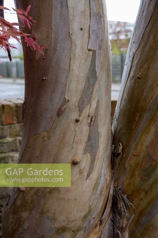 Eucalyptus bark - close up of tree