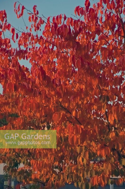 Autumn colour - Prunus sargentii 'Rancho'