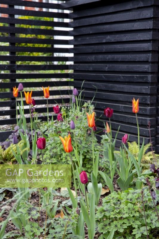 Colourful Tulips in suburban front garden with black painted slatted fence in background. 