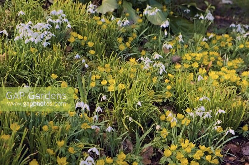 Eranthis hyemalis - Winter Aconite and Snowdrops - Galanthus nivalis on a sunny garden bank in February