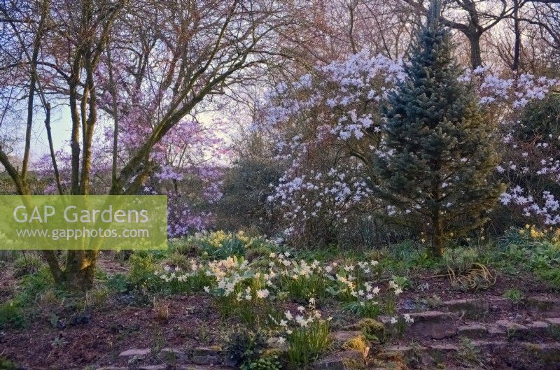 Narcissus 'Sailboat' in early spring with Magnolias