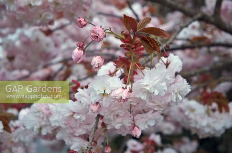 Prunus 'Shirofugen' Cherry blossom in spring