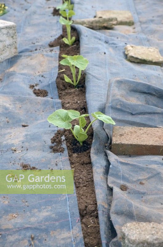 Cucurbita maxima - Squash plants transplanted between Mypex ground cover over which they will grow