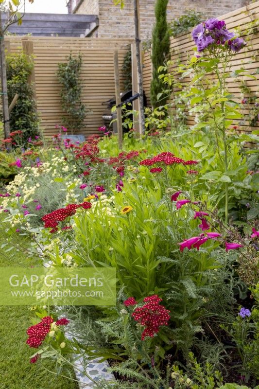 Mixed borders in suburban garden, including Achillea 'Red Velvet' and Penstemon 'Garnet'

