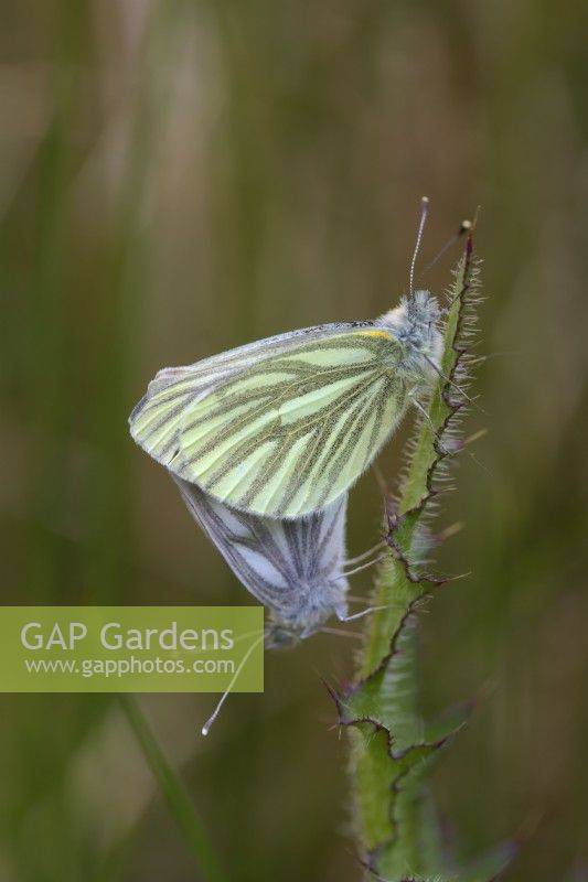 Pieris napi Green Veined White butterfly mating whilst resting on stem of the Marsh Thistle - Cirsium palustre