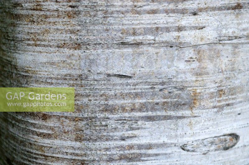 Betula papyrifera Marshall - paper birch bark