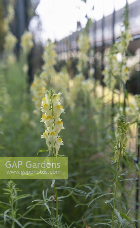 Linaria vulgaris - common toadflax growing alongside a fence in an urban setting in Strasbourg, France. 