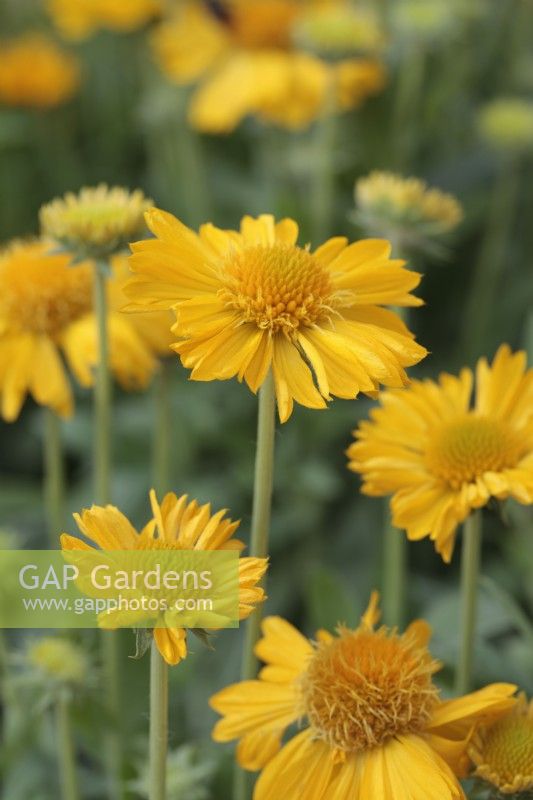 Gaillardia 'Mesa Yellow' - Blanket Flower - July