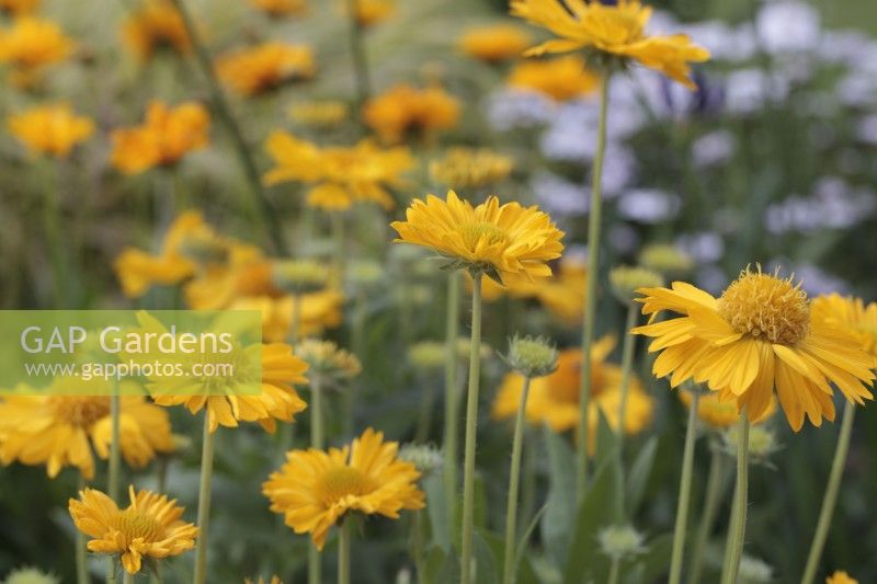 Gaillardia 'Mesa Yellow' - Blanket Flower - July