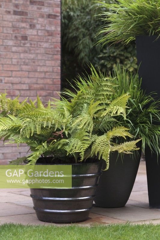Group of contemporary pots on patio with Dryopteris erythrosora and Hakonechloa - August