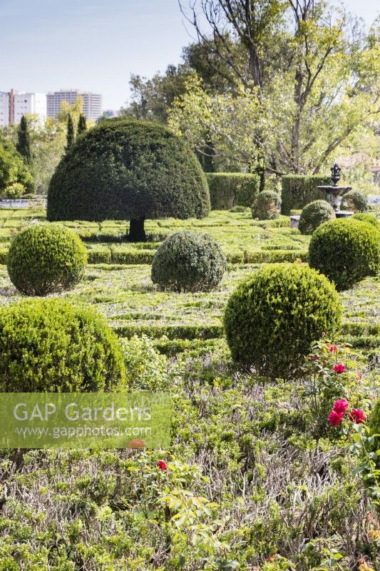 The Formal garden showing box hedges in poor condition and balls of box with Yew topiary. Lisbon, Portugal, September.