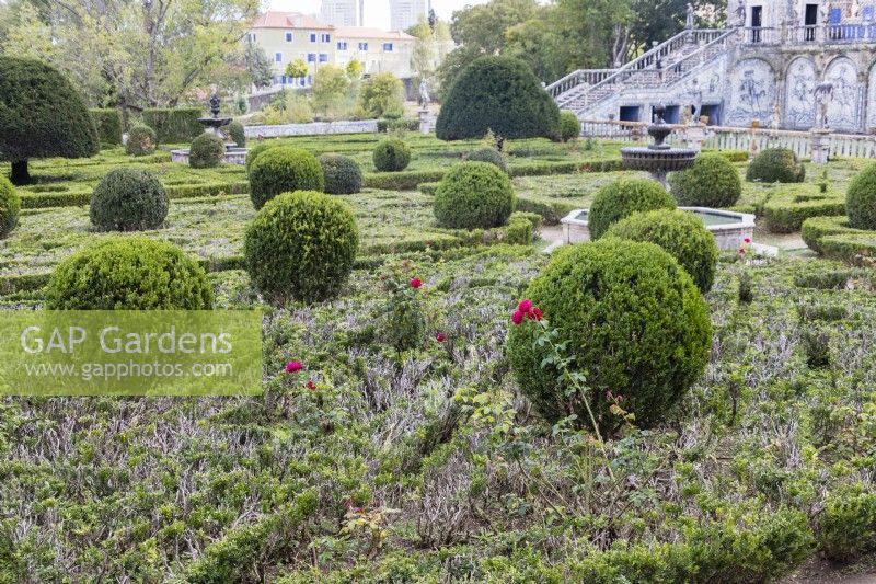 The Formal garden showing box hedges in poor condition and balls of box with Yew topiary Lisbon, Portugal, September.