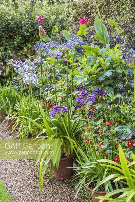 Different varieties of Agapanthus displayed in terracotta pots in front of buxus hedge and late summer annual border