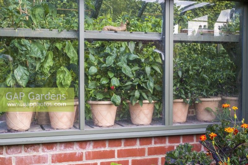 Pots of chilies seen through glass outside greenhouse