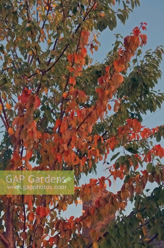 A top worked or grafted Prunus sargentii 'Rancho' which is poorly maintained and the rootstock has not be pruned out so only shows good autumn colour on the scion shoots with the more vigorous rootstock taking over the canopy