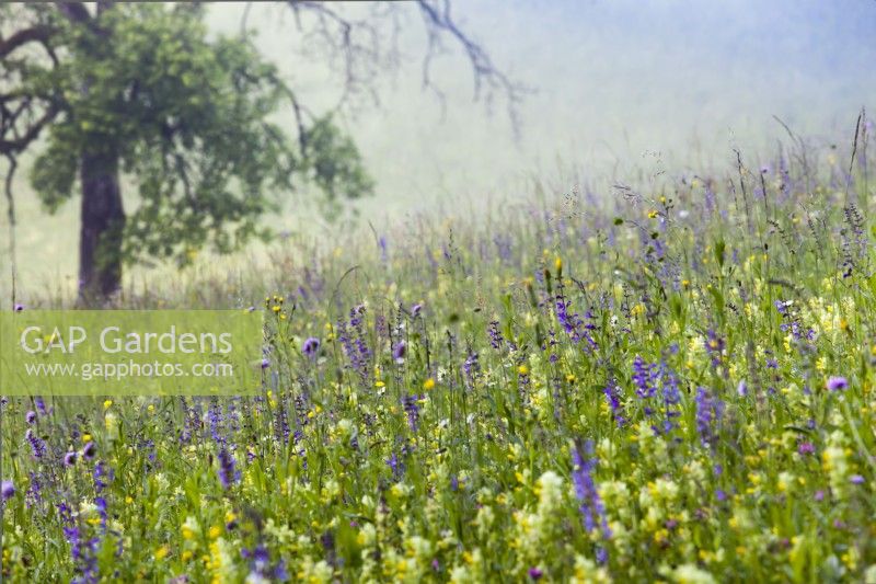 Wildflower meadow on a misty morning. Salvia pratensis - Meadow Clary, Trifolium pratense - Red clover, Knautia arvensis - Field Scabious, Tragopogon pratensis - Meadow salsify