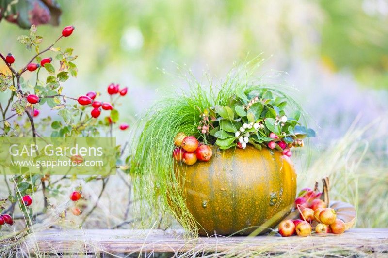 Autumnal arrangement with a pumpkin, crab apples, Gaultheria 'Big Berry' and Scirpus cernuus