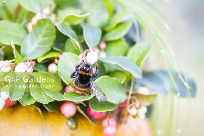 Bee on Gaultheria 'Big Berry' flower