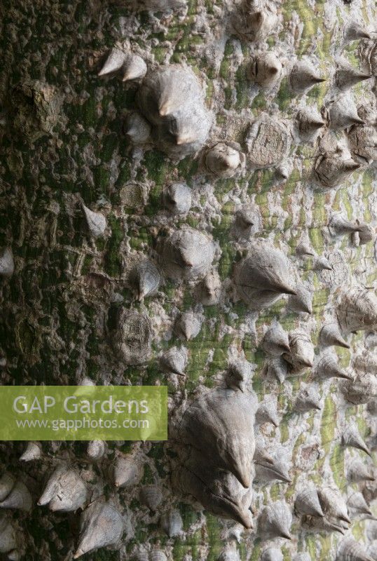 Ceiba speciosa -  silk floss tree detail of the bark showing thorny growths. 