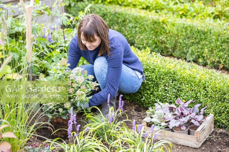 Woman planting Viburnum tinus 'Eve Price'