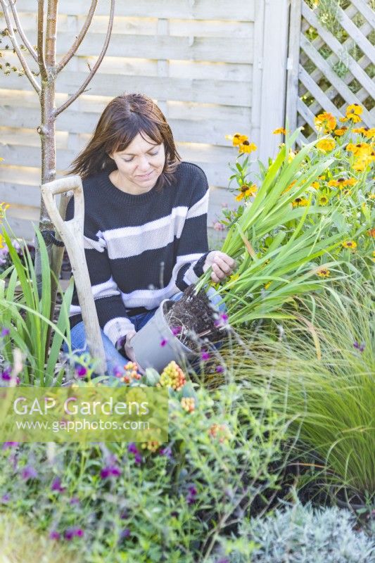 Woman removing Crocosmia from pot