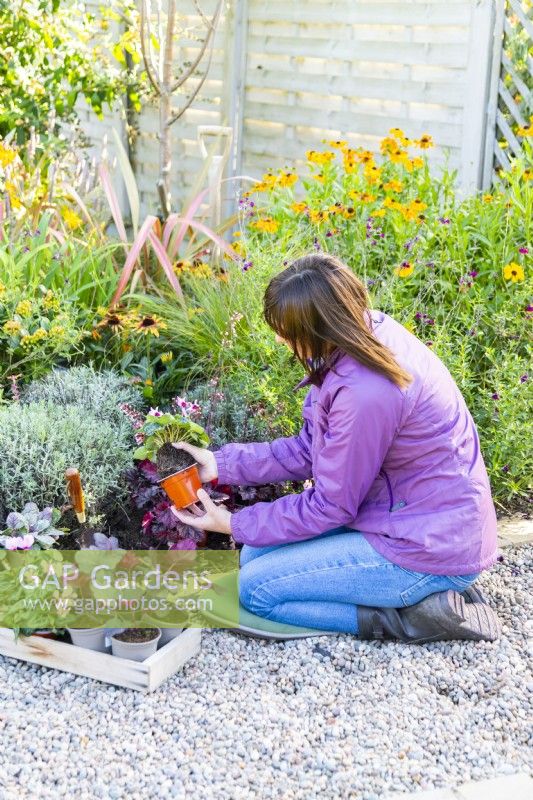 Woman removing Cyclamen from pot