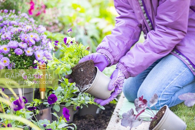 Removing Pansies from pot