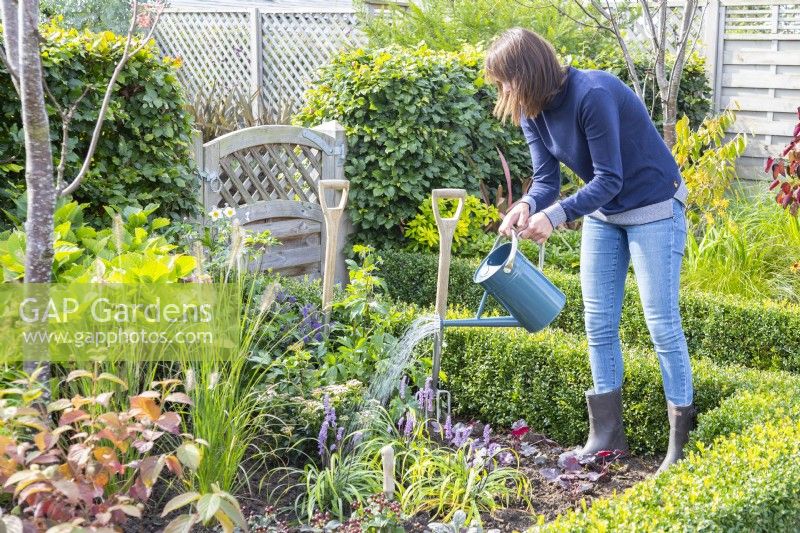 Woman watering plants in newly planted perennial border