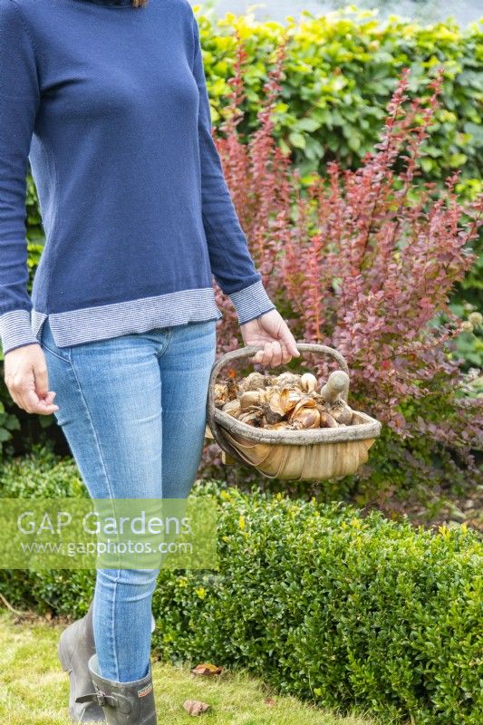 Woman carrying trug full of plant bulbs