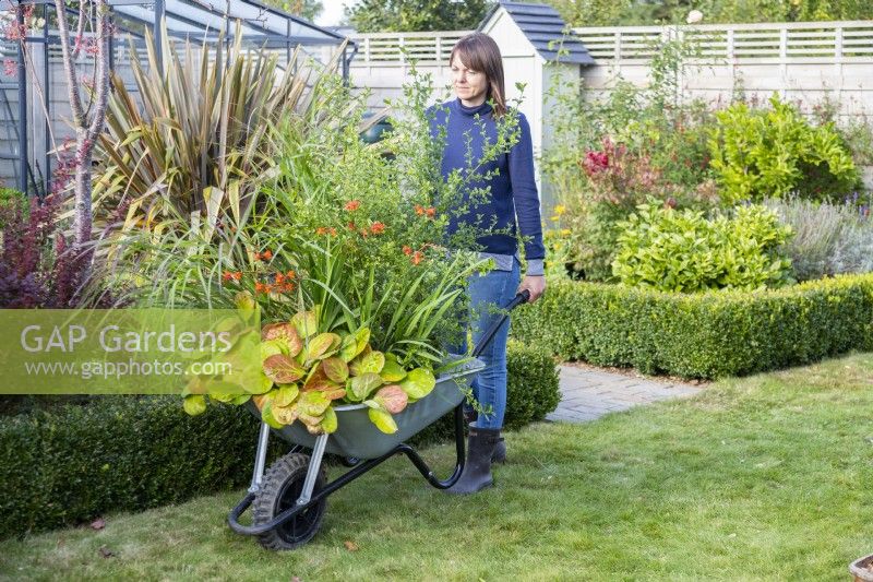Woman pushing wheelbarrow full of plants